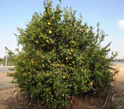 Cascade Eureka lemon CRC 2703001