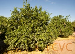 Castelo lime crc4062001