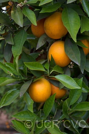 Catlin sweet orange CRC3860005