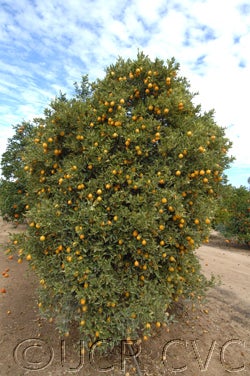 Centenniel variegated crc4082001