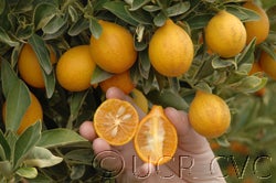 Centenniel variegated crc4082006