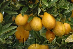 Centenniel variegated crc4082010