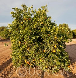 Ceridwen navel orange CRC4065014