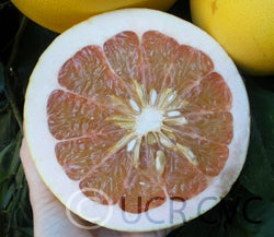 Chandler pummelo CRC3244008