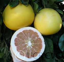 Chandler pummelo CRC3244010