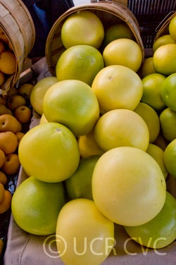 Chandler pummelo CRC3244001