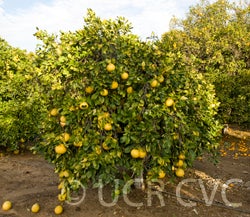 Chandler pummelo CRC3244011