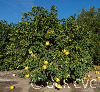 Chandler pummelo CRC3244022