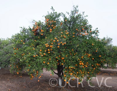 Changsha mandarin CRC3577001