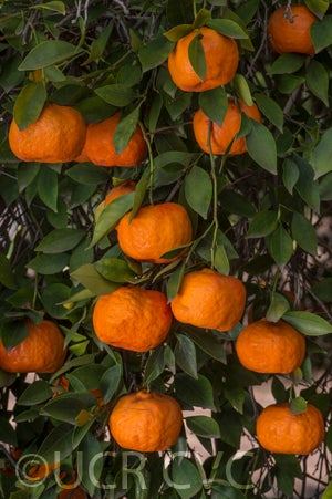 Changsha mandarin CRC3577003