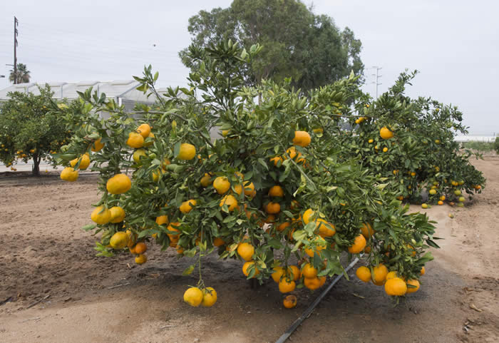 China S-11 Satsuma mandarin crc4159002