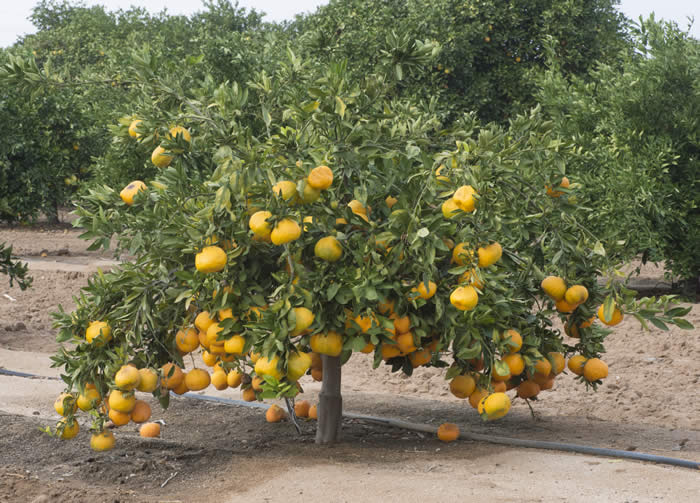 China S-11 Satsuma mandarin crc4159004