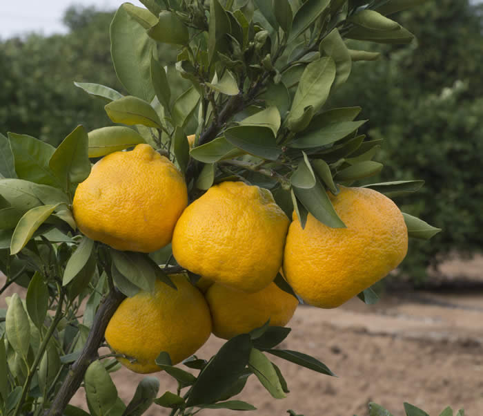 China S-11 Satsuma mandarin crc4159005