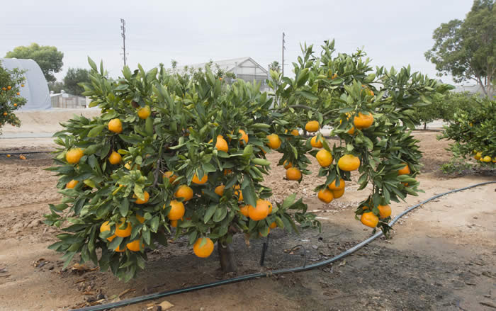 China S-1 Satsuma mandarin CRC4158001