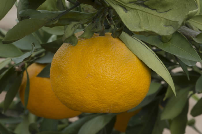 China S-1 Satsuma mandarin CRC4158004
