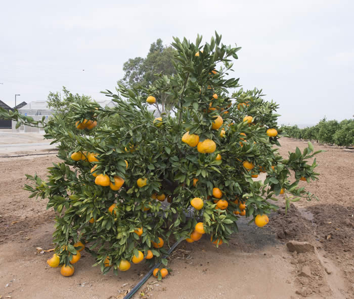 China S-5 Satsuma mandarin CRC4153001