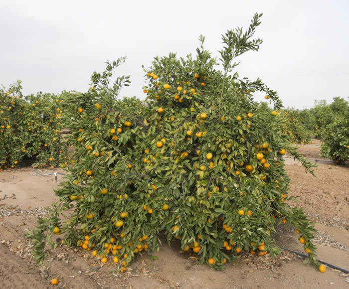 China S-7 Satsuma mandarin CRC4089002