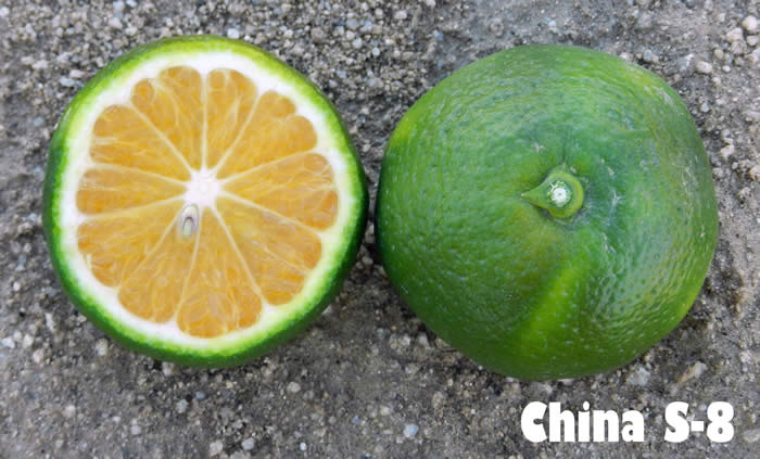 China S-8 Satsuma mandarin CRC4177002
