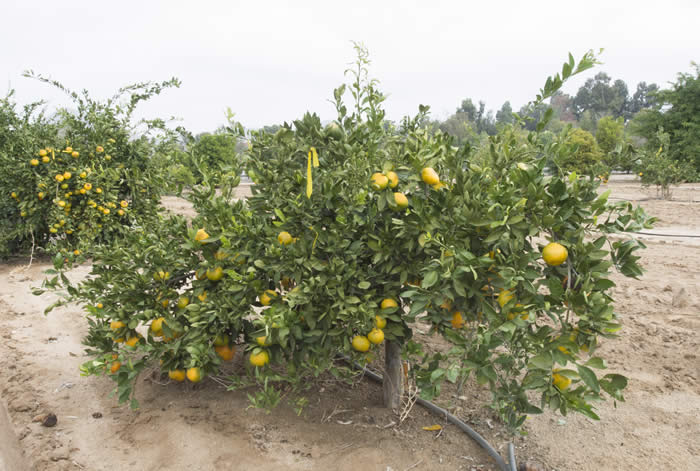 China S-8 Satsuma mandarin CRC4177003