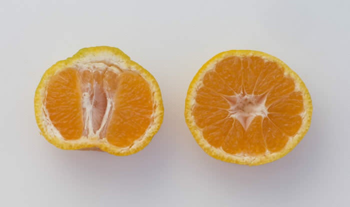 China S-8 Satsuma mandarin CRC4177008