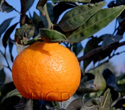 China S-6 Satsuma mandarin CRC4088006