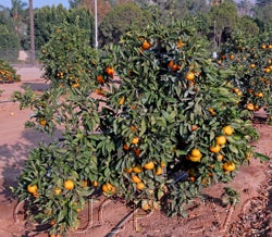 China S-3 Satsuma mandarin CRC4115003