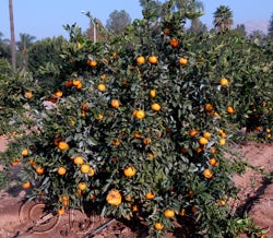 China S-6 Satsuma mandarin CRC4088000