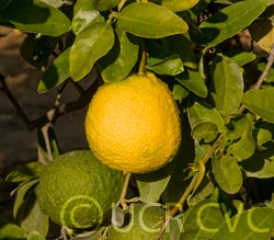 CitrusmacrophyllaCRC3842002