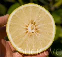 CitrusmacrophyllaCRC3842003