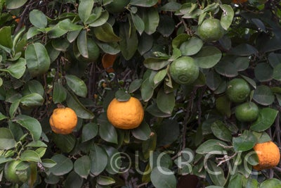 Zadaiadai sour orange CRC3473006