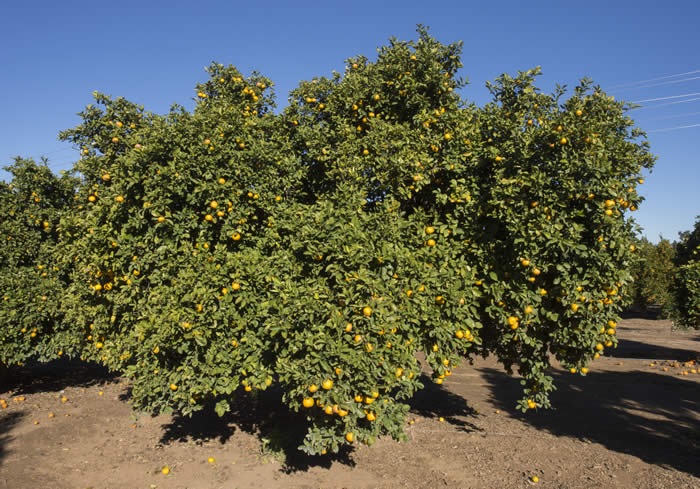 Zadaiadai sour orange CRC3473007