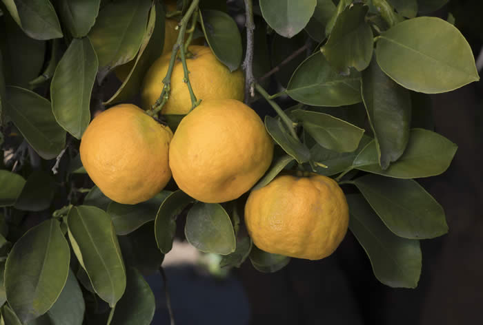 Zadaiadai sour orange CRC3473012