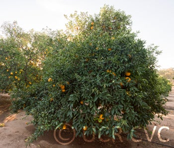 attani pummelo hybrid CRC3556003