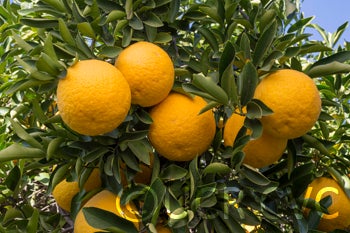 attani pummelo hybrid CRC3556008