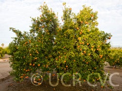 Fremont mandarin tree