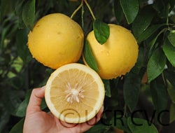 Hall grapefruit cvc005