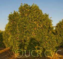Hamlin sweet orange tree