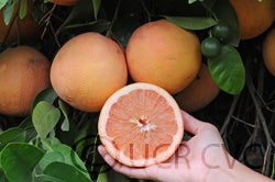 Henderson Ruby grapefruit sliced open