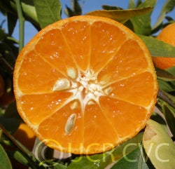 Hickson mandarin