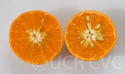 Hickson mandarin sliced open