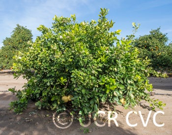 Hirado Buntan pummelo tree