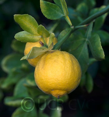 Hiryu Flying dragon trifoliate fruit