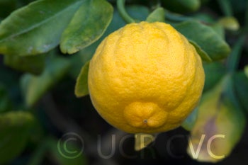 Hiryu Flying dragon trifoliate fruit close up