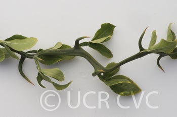 Hiryu Flying dragon trifoliate branch