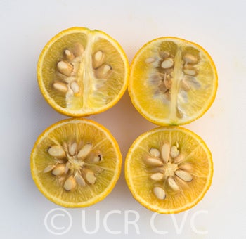 Hiryu Flying dragon trifoliate sliced open