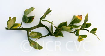 Hiryu Flying dragon trifoliate branch