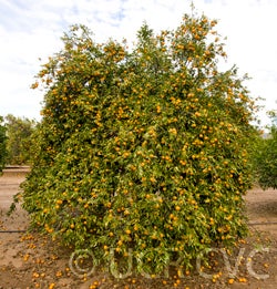 Honey mandarin tree