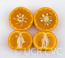 Honey mandarin split open