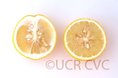 Ichang lemon sliced open