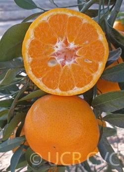 Imperial mandarin
